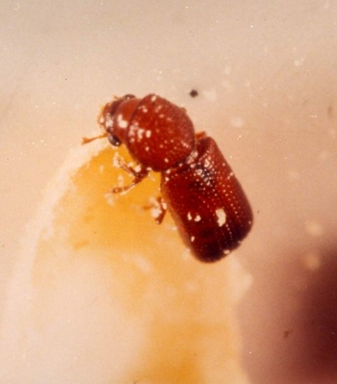 LESSER GRAIN BORER