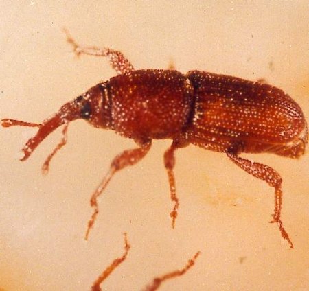 RICE WEEVIL