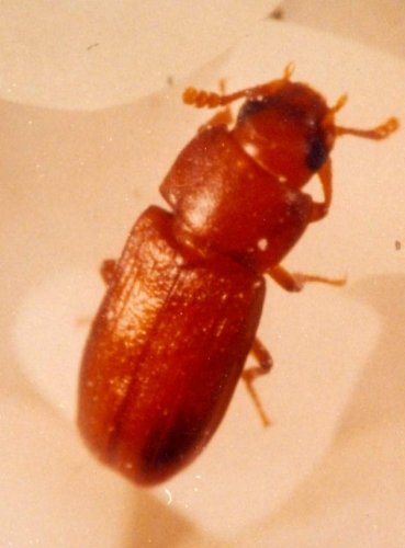 RED_RUST FLOUR BEETLE