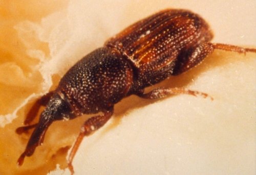 MAIZE WEEVIL