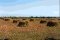 MANUALLY HARVESTED CROP LEFT TO DRY ON THE FIELD