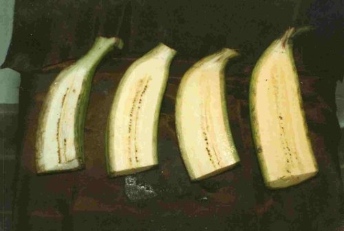 LENGTHWISE SECTION OF PULPS