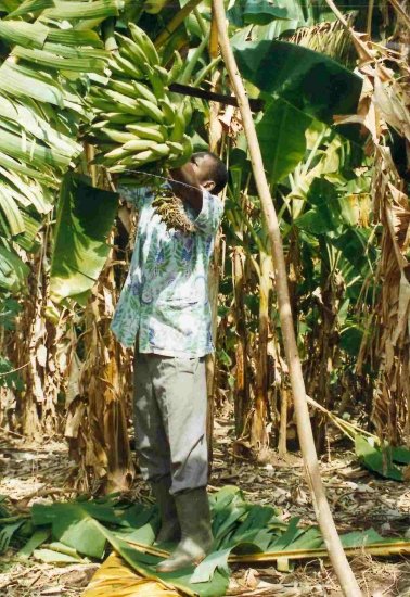 HARVESTING