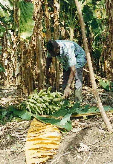 HARVESTING