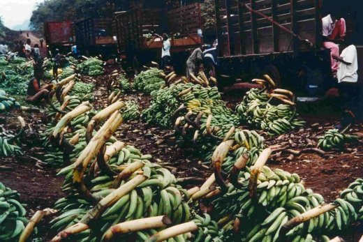 BUNCHES OF PLANTAINS PILED ON ONE ANOTHER