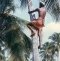 CLIMBING METHOD OF HARVESTING PRODUCTS COCONUT